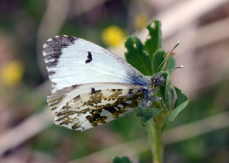 Anthocaris cardamines f